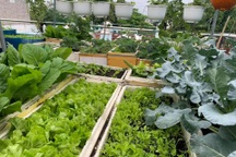 Hành trình làm "nông dân sân thượng" của người phụ nữ Đà Nẵng yêu vườn