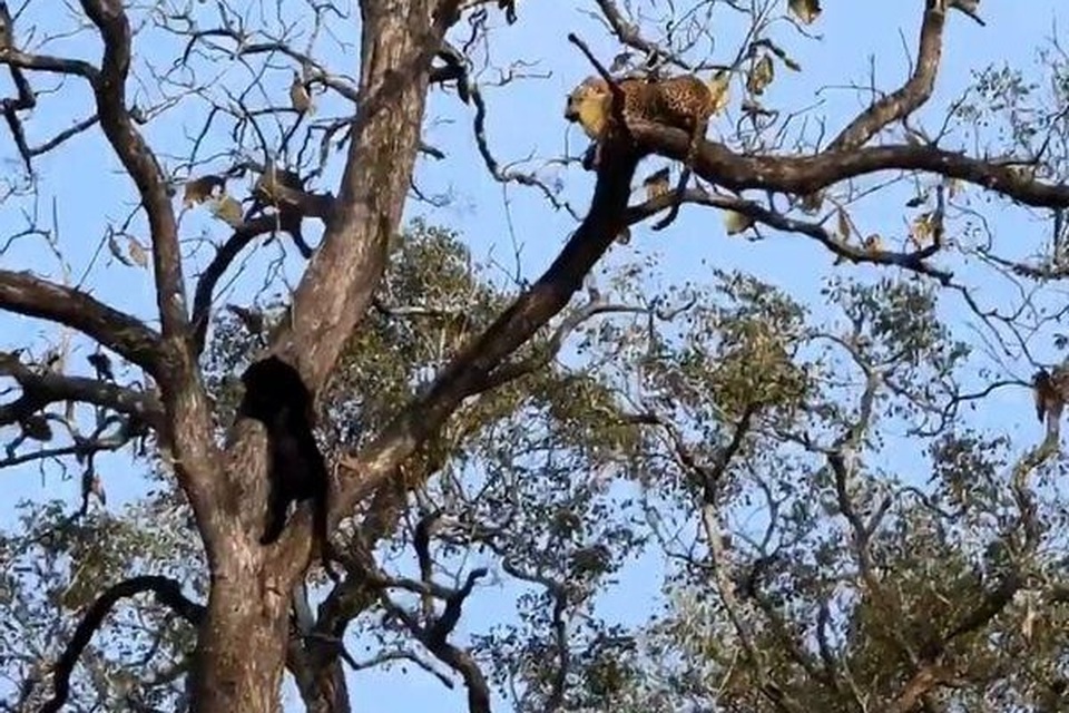 Cuộc chạm trán căng thẳng của báo đen và báo gấm - 1 Cuộc chạm trán căng thẳng của báo đen và báo gấm - 1