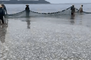 Ngư dân trúng mẻ cá khủng 20 tấn trước giờ bão Talim đổ bộ