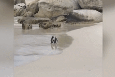 Khoảnh khắc đôi chim cánh cụt "nắm tay" đi dạo đầy lãng mạn trên bãi biển