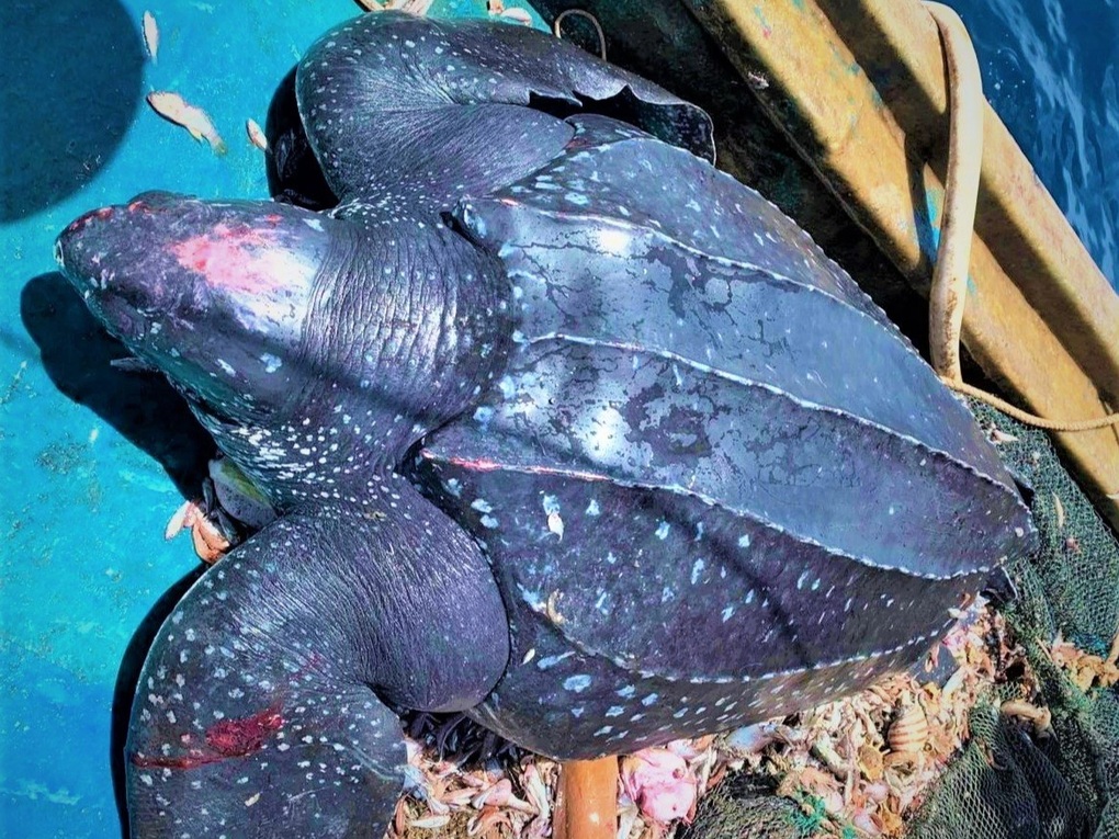 Rùa quý hiếm nặng 200kg, dài 1,6m mắc lưới ngư dân - 1 Rùa quý hiếm nặng 200kg, dài 1,6m mắc lưới ngư dân - 1