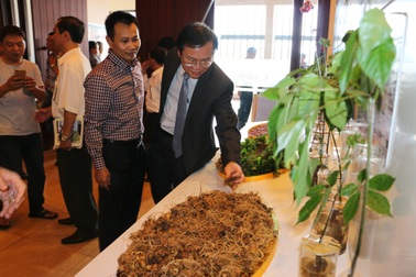 Công bố chỉ dẫn địa lý sâm Ngọc Linh