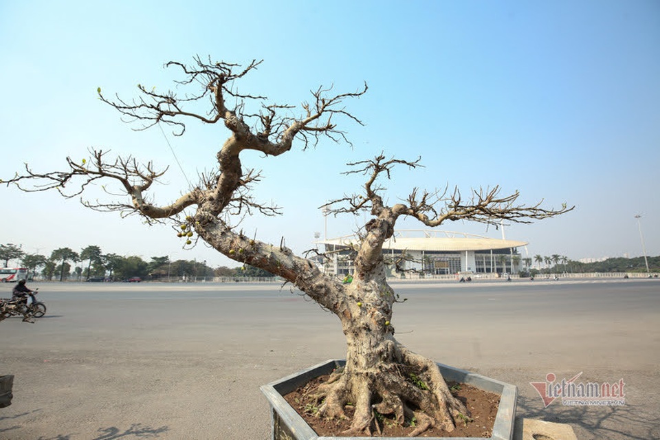 Chậu sung trăm tuổi trụi lá, hét giá 200 triệu đồng ở Hà Nội - 1 Chậu sung trăm tuổi trụi lá, hét giá 200 triệu đồng ở Hà Nội - 1