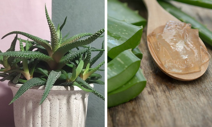 Gợi ý những loại cây trồng vừa đẹp nhà vừa tốt cho sức khỏe - Ảnh 8. Gợi ý những loại cây trồng vừa đẹp nhà vừa tốt cho sức khỏe - Ảnh 8.