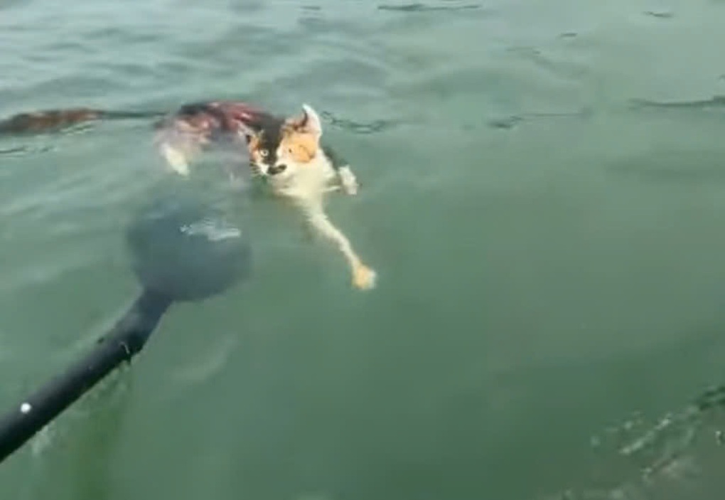 Thả hàng trăm con mèo xuống hồ nước để phóng sinh gây phẫn nộ - 2