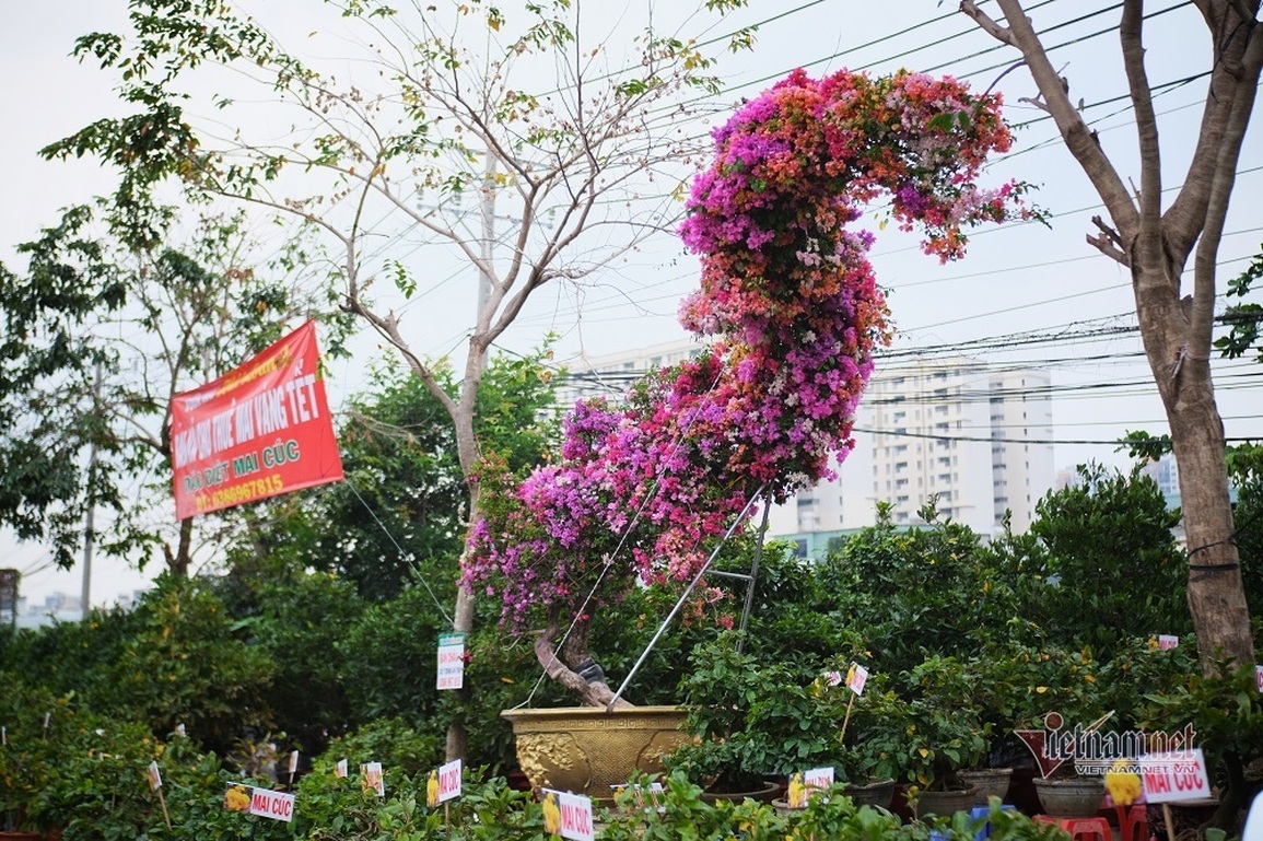 Độc bản Tết 2022: Hoa giấy dáng rồng giá 250 triệu đồng - 3 Độc bản Tết 2022: Hoa giấy dáng rồng giá 250 triệu đồng - 3