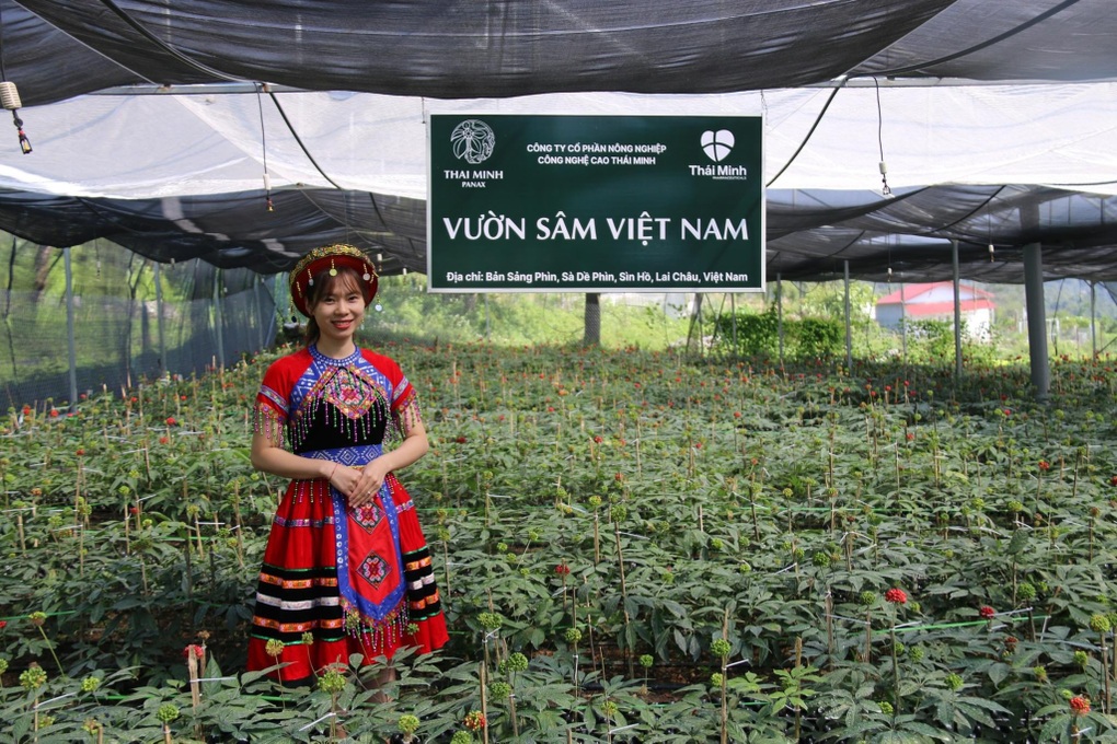 Sâm Lai Châu hữu cơ kỳ vọng chinh phục người tiêu dùng Việt - 1 Sâm Lai Châu hữu cơ kỳ vọng chinh phục người tiêu dùng Việt - 1