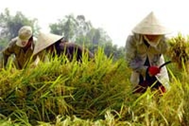 Giá gạo thế giới giảm khi có tin Việt Nam được mùa