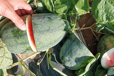 Nhóm thiếu niên chặt nát ruộng dưa để... tìm trái chín