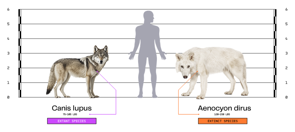 Điều thú vị về loài sói khổng lồ tuyệt chủng vừa được tái sinh - 2