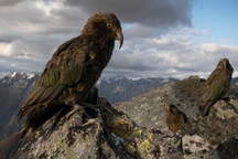 Loài vẹt có khả năng cân nhắc rủi ro để đưa ra quyết định