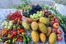 Người phụ nữ cải tạo sân, làm vườn rộng 260m2 trồng rau trái sạch sum suê