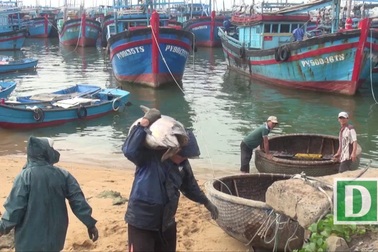 Ngư dân Phú Yên trúng đậm cá ngừ đại dương