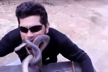 Chàng trai táo bạo nhét rắn vào mồm