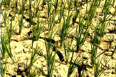 Hồ thủy điện xả nước cho vụ đông xuân ít hơn mọi năm