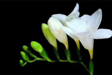 Kiến thức của bạn về các loài thực vật đang ở cấp độ nào?