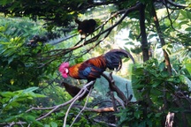 Bỏ việc ở Hà Nội, 9X về quê kiếm 50 triệu đồng/tháng từ gà rừng tai trắng