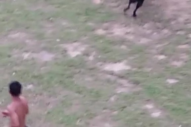 Cười nghiêng ngả với "cầu thủ bốn chân" trong trận đấu bóng đá