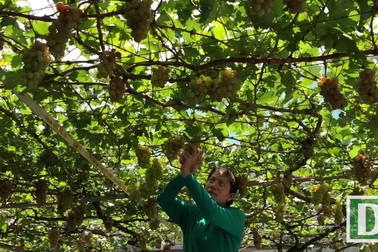 Chiêm ngưỡng vườn nho trĩu quả, chín mọng giữa Sài Gòn