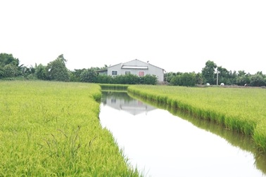 Cấp nhãn hiệu lúa sạch cho vùng nhiễm mặn