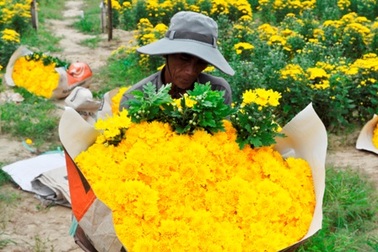 Thoát nghèo nhờ cúc vàng “cắm rễ” trên vùng cát trắng