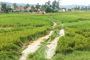 Dân chưa nhận tiền đền bù, đơn vị thi công đã đào ruộng phá lúa?