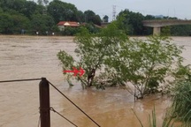 Người đàn ông bị lũ cuốn trôi 2km, thoát chết nhờ bụi cây