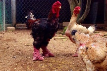 40 triệu đồng/con gà Đông Tảo biếu Tết