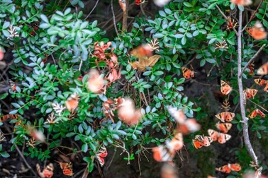 Sửng sốt vẻ đẹp "siêu thực" của thung lũng bươm bướm ở Hy Lạp