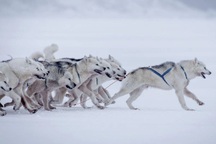 Giải mã DNA của loài chó cổ xưa nhất thế giới hé lộ nhiều bất ngờ