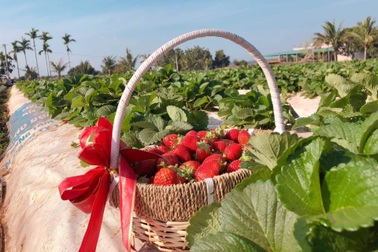 Gia đình tại Gia Lai làm trang trại "thẳng cánh cò bay", trồng đủ cây trái