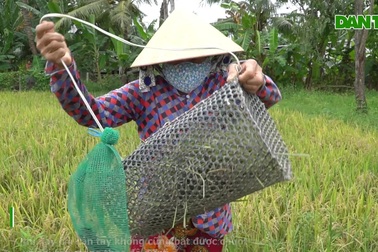 Cảnh bắt chuột đồng cực thú vị ở miền Tây