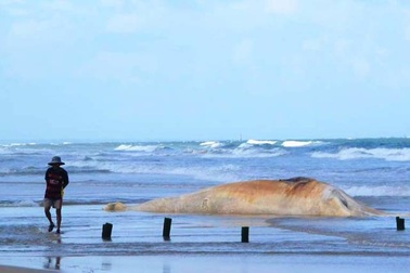 Xác “cá ông” 10 tấn dạt vào bờ biển Quảng Trị