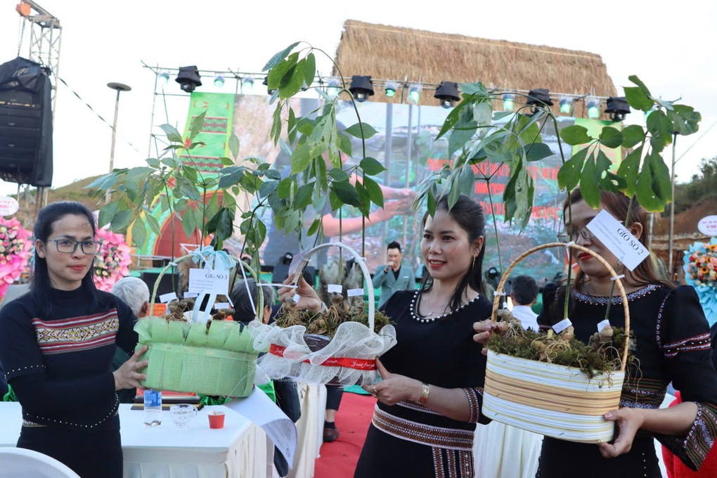 Tri thức dân gian về sâm Ngọc Linh là Di sản văn hóa phi vật thể quốc gia - 1 Tri thức dân gian về sâm Ngọc Linh là Di sản văn hóa phi vật thể quốc gia - 1