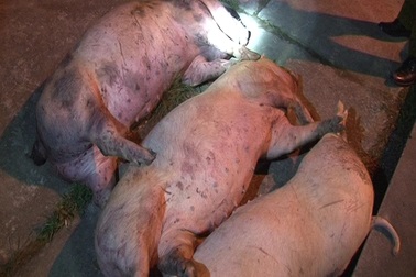 Phát hiện xe ô tô vận chuyển hơn 300kg lợn chết hôi thối