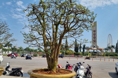 "Cụ" mai hơn 100 năm tuổi rao giá 3 tỷ đồng vẫn chờ khách