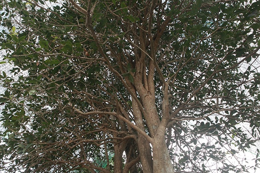 Giải mã cơn sốt Mộc Hương- loài cây đắt đỏ sánh ngang lan đột biến - 1 Giải mã cơn sốt Mộc Hương- loài cây đắt đỏ sánh ngang lan đột biến - 1