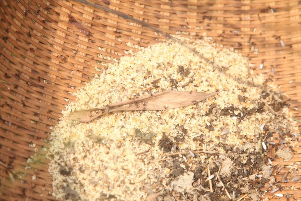 Nghề săn trứng kiến - 2 Nghề săn trứng kiến - 2