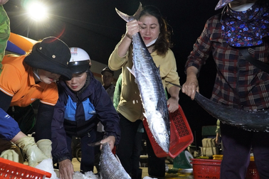 Cảnh buôn bán trước khi bão Nesat đổ bộ tại cảng cá lớn nhất Hà Tĩnh