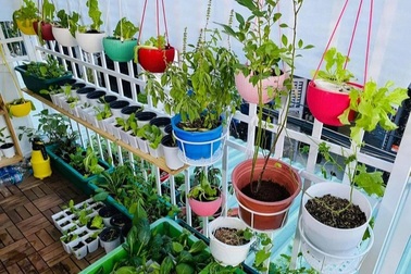 Những khu vườn ban công "nhỏ mà có võ", tràn ngập rau trái sum suê