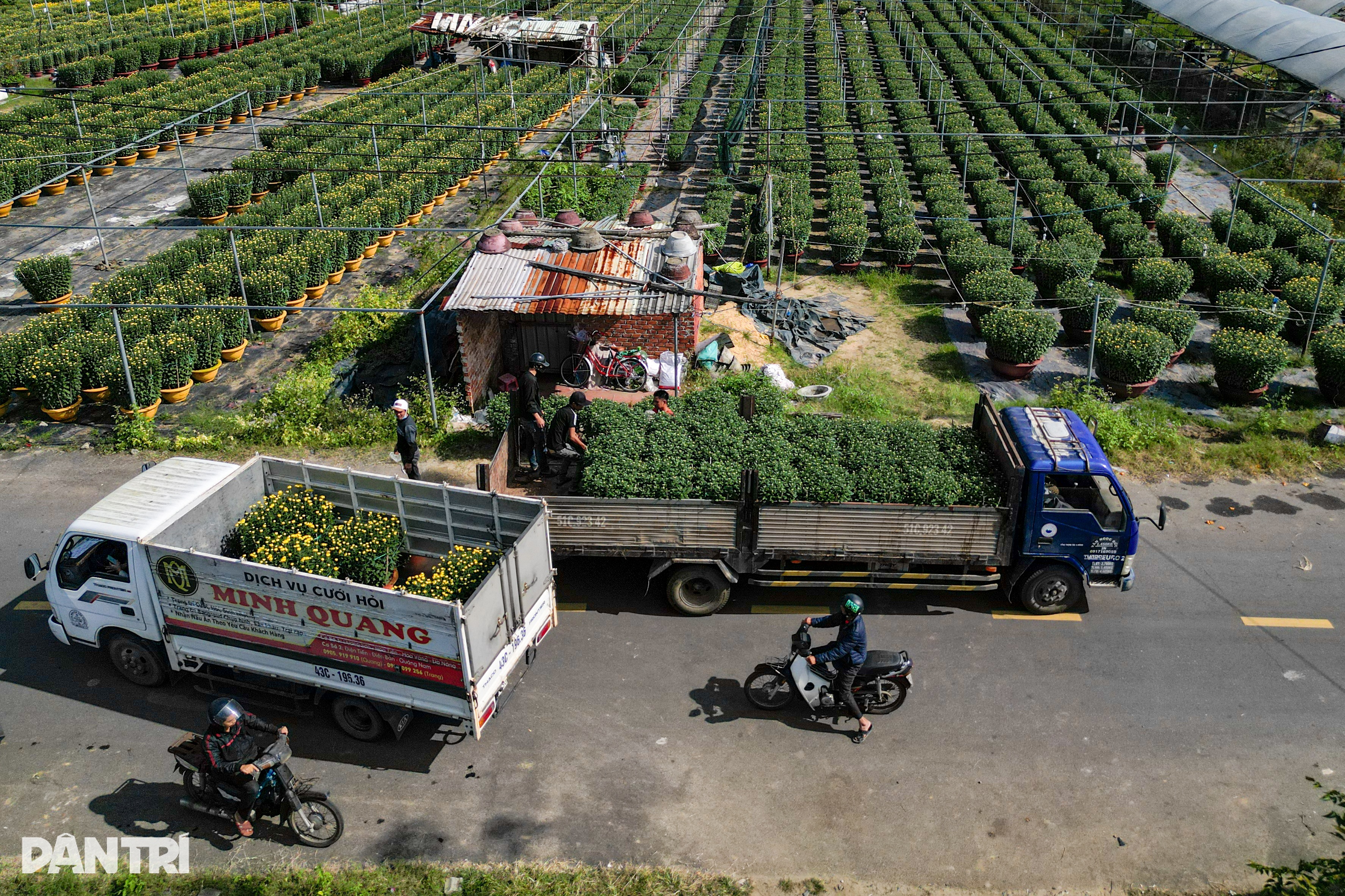 Caminhões percorrem o trajeto, cansados, levando flores da aldeia para a cidade - 8 Xe tải chạy mệt nghỉ đưa hoa từ làng lên phố - 8