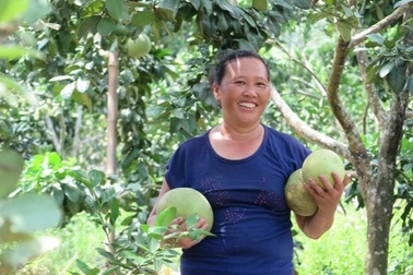 Phú Thọ: Nhân rộng mô hình kinh tế hiệu quả, giảm nghèo bền  vững