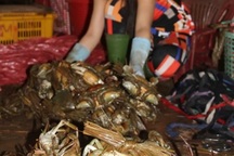 Người nuôi "buốt ruột" nhìn cua biển rớt giá