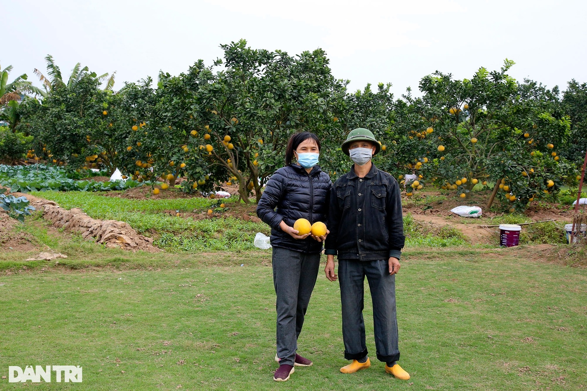 Bưởi Phú Diễn ở Hà Nội vàng rực vụ mùa Tết - 10
