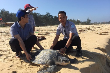 Thả cá thể đồi mồi nặng hơn 40kg về môi trường biển