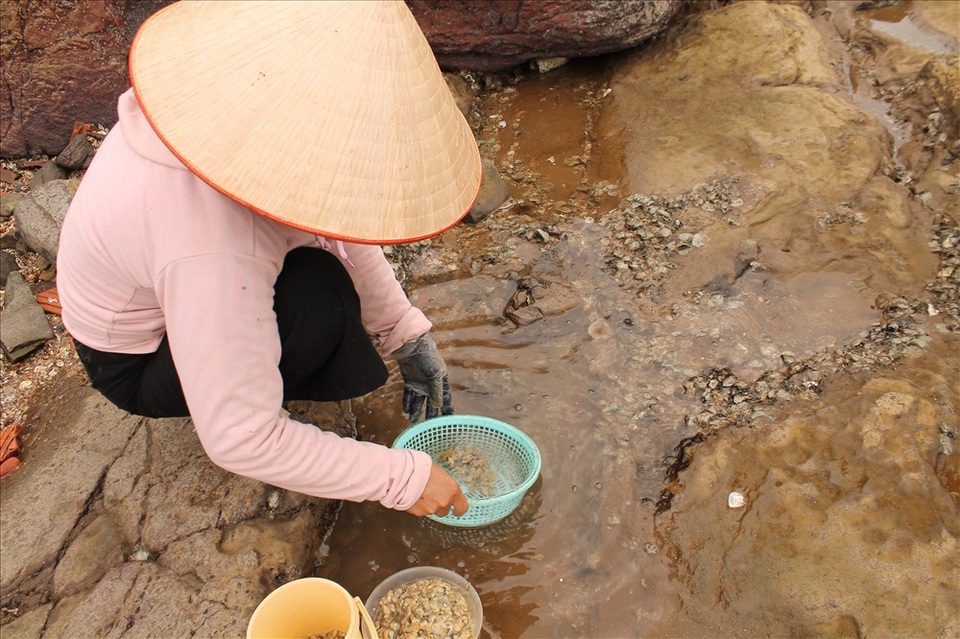 Độc đáo nghề gõ hà biển ở Đồ Sơn - 9