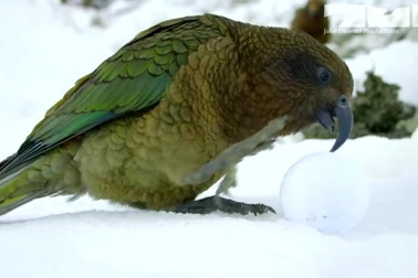 Kea, một trong những loài vẹt thông minh nhất thế giới