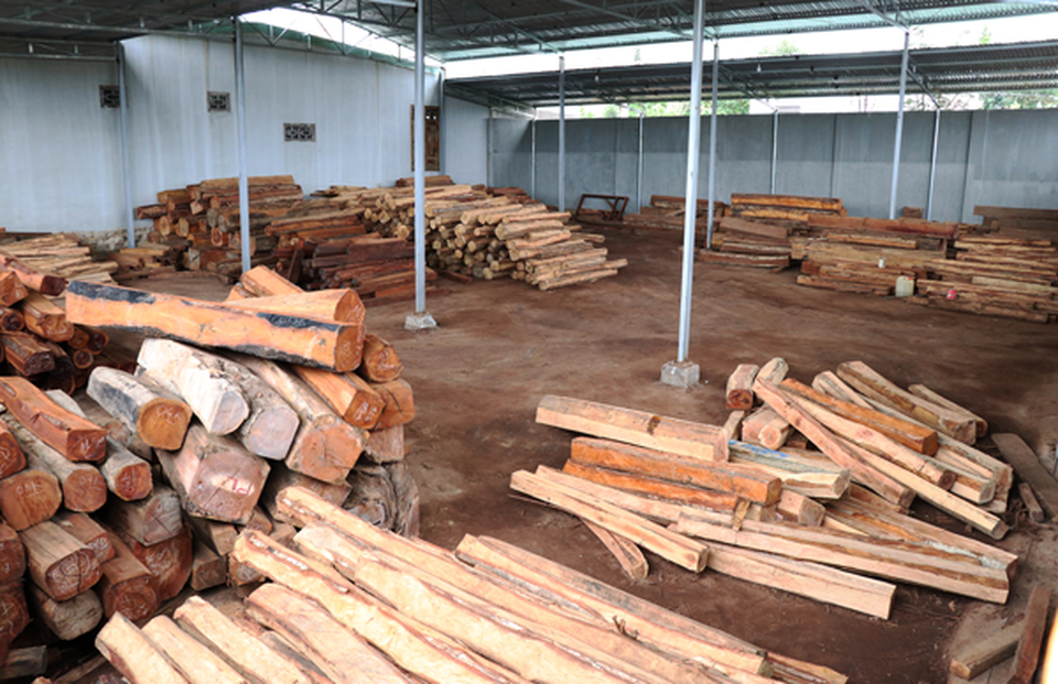 Khởi tố chủ doanh nghiệp buôn gỗ lậu khủng - 1 Khởi tố chủ doanh nghiệp buôn gỗ lậu khủng - 1