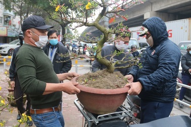 Hoa mai từ Bình Định "bay" ra Hà Nội đón Tết