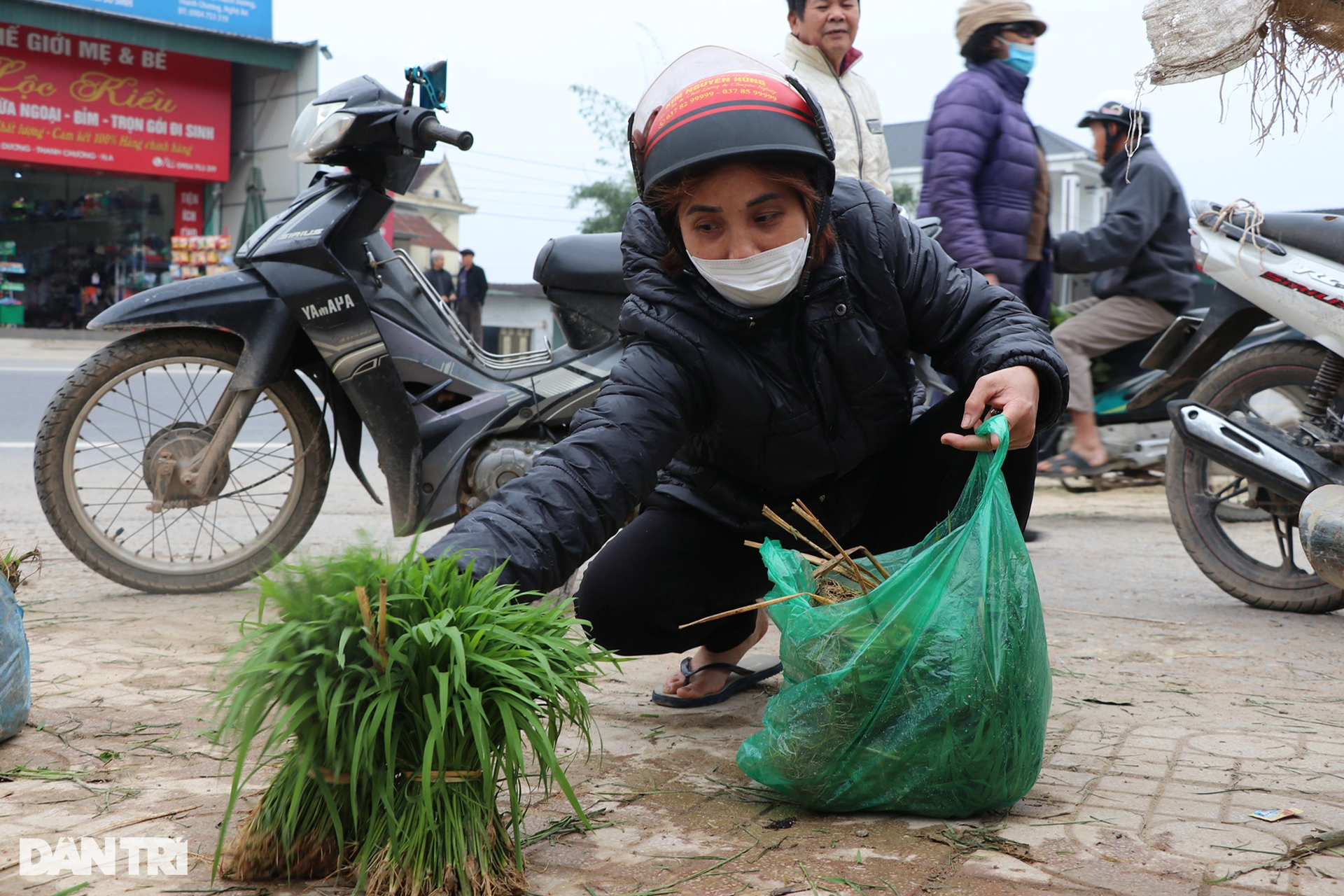 Nông dân hồ hởi nhổ lúa non bán, vớ bẫm - 5 Nông dân hồ hởi nhổ lúa non bán, vớ bẫm - 5